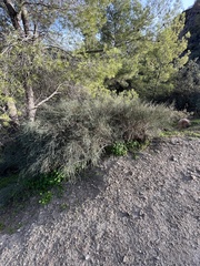 Ephedra fragilis