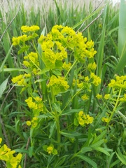 Euphorbia lucida