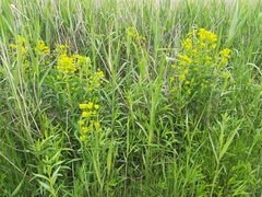 Euphorbia lucida