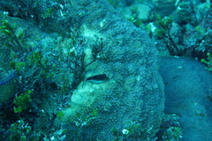 Canthigaster rostrata