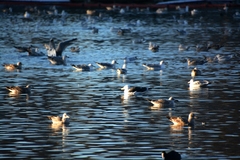 Larus marinus