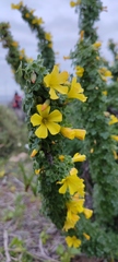 Oxalis gigantea