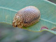 Paropsis omphale
