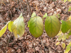 Lonicera