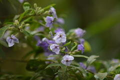 Brunfelsia uniflora