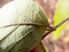 Lonicera