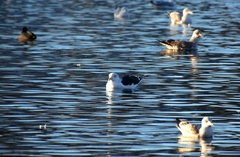 Larus marinus