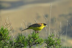 Emberiza melanocephala