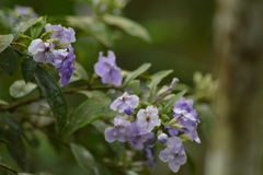 Brunfelsia uniflora