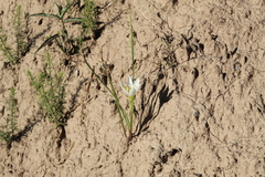Zephyranthes mesochloa