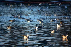 Larus marinus