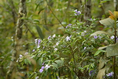 Brunfelsia uniflora