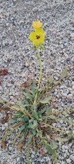 Chylismia claviformis