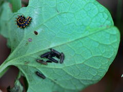 Zerynthia polyxena