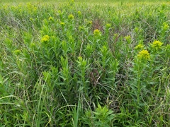 Euphorbia lucida