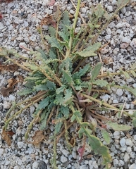 Chylismia claviformis