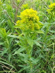 Euphorbia lucida