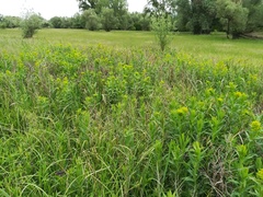 Euphorbia lucida