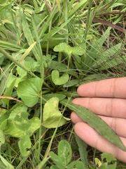 Pilosella caespitosa