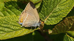Satyrium spini