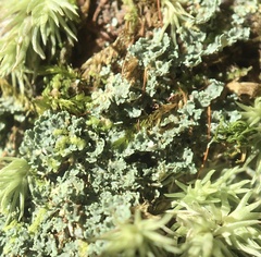 Cladonia caespiticia