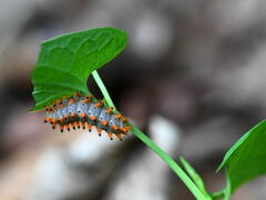 Zerynthia polyxena