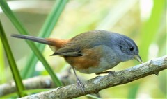 Microspingus cabanisi