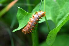 Zerynthia polyxena
