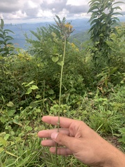 Pilosella caespitosa