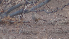 Toxostoma bendirei
