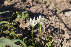 Zephyranthes mesochloa