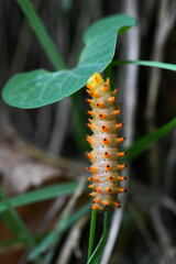 Zerynthia polyxena