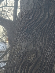 Dryobates pubescens