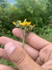 Pilosella caespitosa