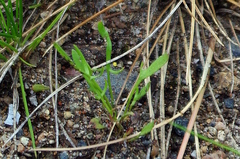 Rumex acetosella