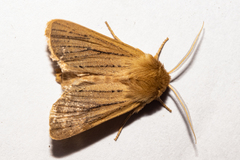 Ichneutica unica