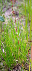 Rumex acetosella
