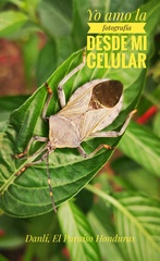 Pachylis nervosus