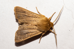 Ichneutica unica