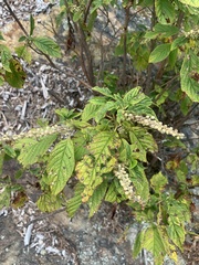 Clethra acuminata