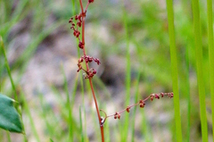 Rumex acetosella