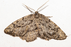 Zermizinga indocilisaria