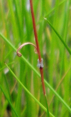 Rumex acetosella