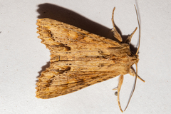 Ichneutica mollis