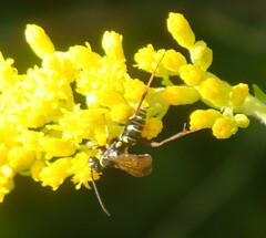 Ceropales maculata