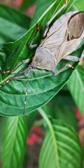 Pachylis nervosus