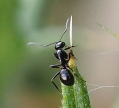 Prolasius