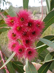 Eucalyptus sideroxylon