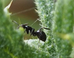 Prolasius