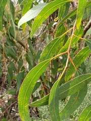 Eucalyptus sideroxylon